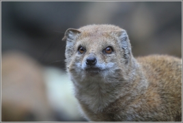 <p>MANGUSTA LIŠČÍ (Cynictis penicillata) Zoo Děčín</p>